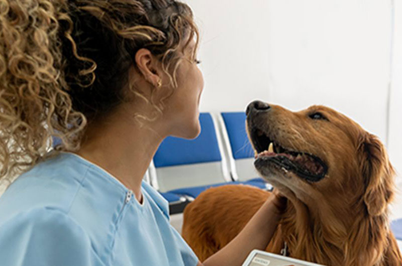 vip_clinic_dog-800
