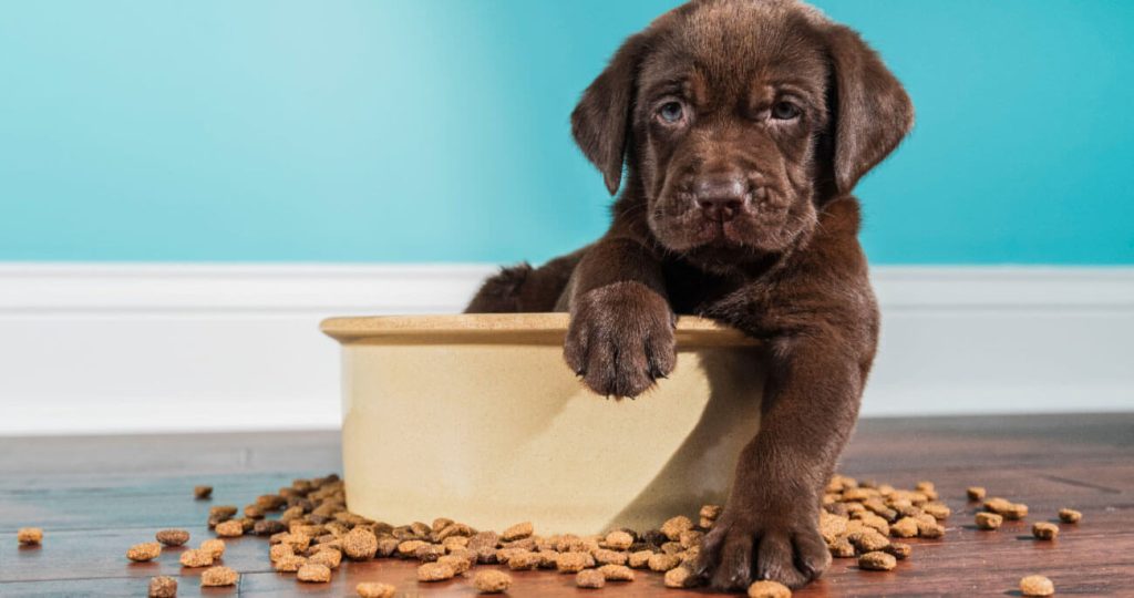 Benefits of adopting a rescue pet