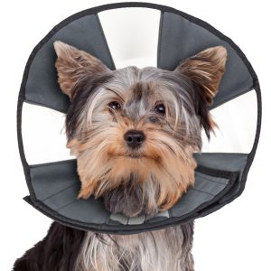 ZenCone Soft Recovery Dog & Cat Collar