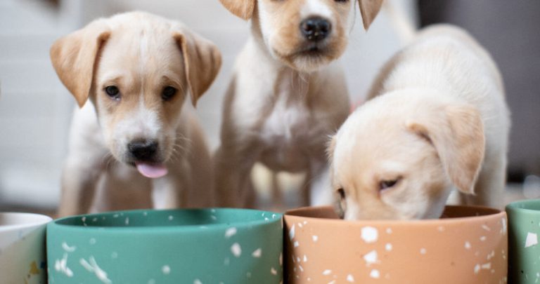 Mike’s Feed & Pets Your Trusted Local Pet Food and Supply Store in San Leandro