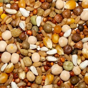 PIGEON 16% ECON WH CORN