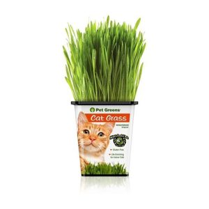 LIVE CAT GRASS
