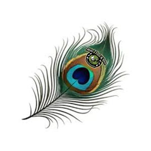 PEACOCK FEATHER